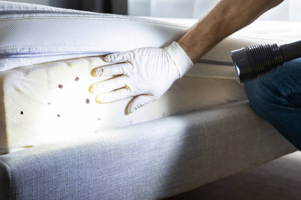 Flea Control Services in Mcfarland, WI